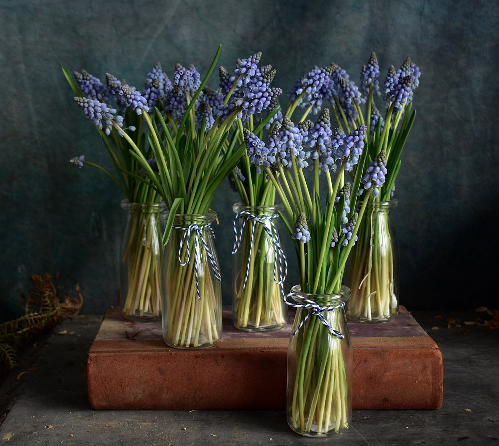 
                  
                    Load image into Gallery viewer, A Trio of Muscari Bottles
                  
                