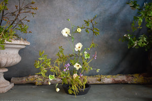 
                  
                    Load image into Gallery viewer, Saturday 31st May  ~ Master Ikebana Class hosted by Erika Mikazuki
                  
                