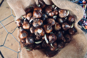 
                  
                    Load image into Gallery viewer, &amp;#39;plant your own&amp;#39;  Bulb Bowl
                  
                