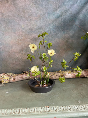 
                  
                    Load image into Gallery viewer, Saturday 31st May  ~ Master Ikebana Class hosted by Erika Mikazuki
                  
                