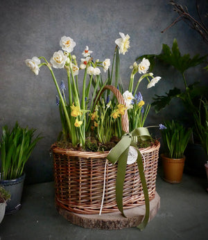 
                  
                    Load image into Gallery viewer, Spring Basket ~ Mothers Day idea
                  
                