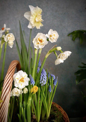 
                  
                    Load image into Gallery viewer, Spring Basket ~ Mothers Day idea
                  
                